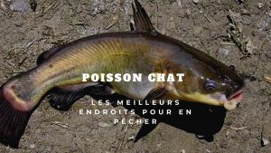poisson chat