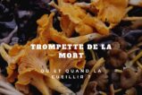 Trompette de la mort