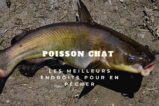 poisson chat